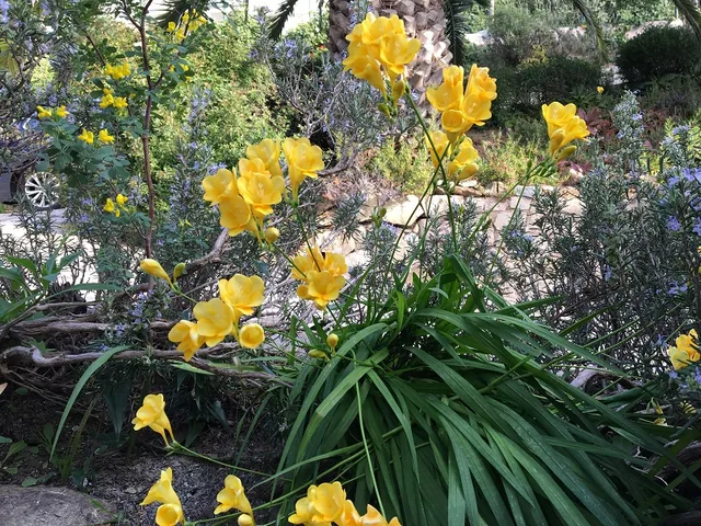 Freesia en fleurs en mars