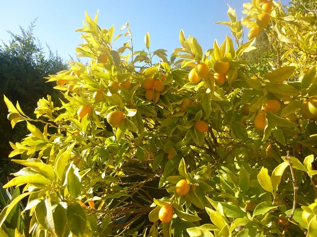 Arbre à kumquats