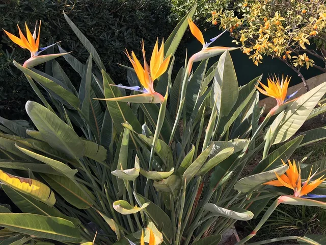 Oiseau de paradis