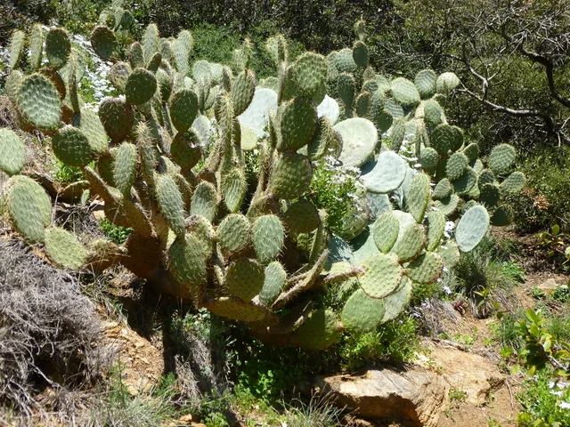 Cactus sauvages